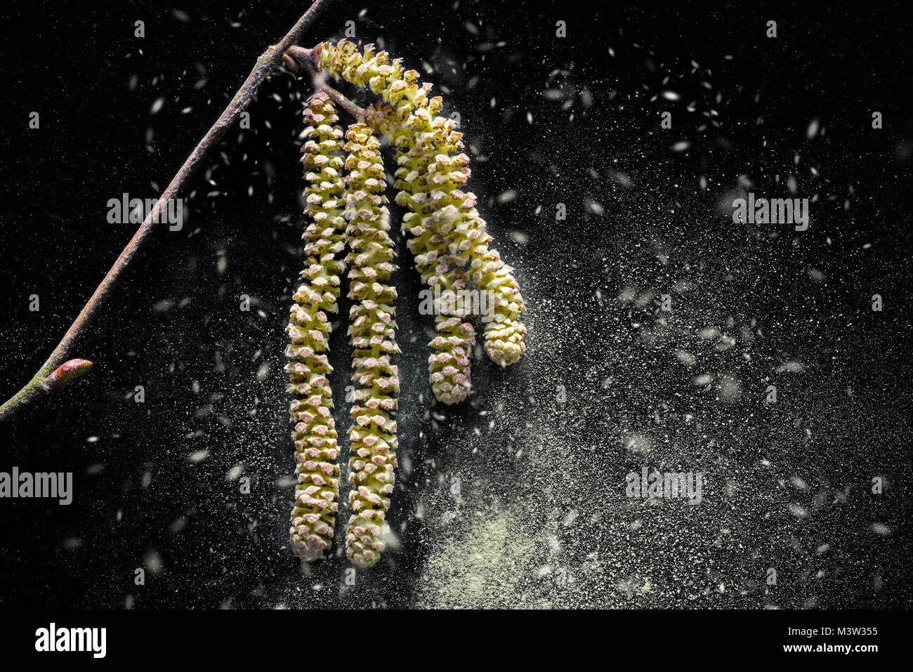 Common hazel (Corylus avellana) close up of male catkins dispersing pollen in early spring Stock Photo