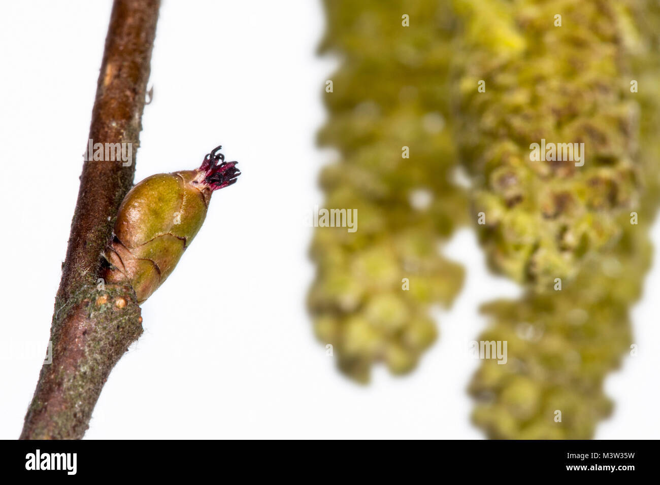 Common hazel (Corylus avellana) close up of female catkin concealed in bud with only the red  styles visible against white background Stock Photo