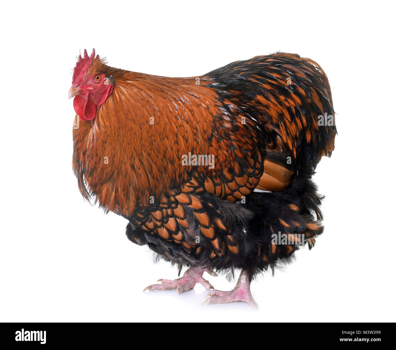 gold laced orpington in front of white background Stock Photo - Alamy