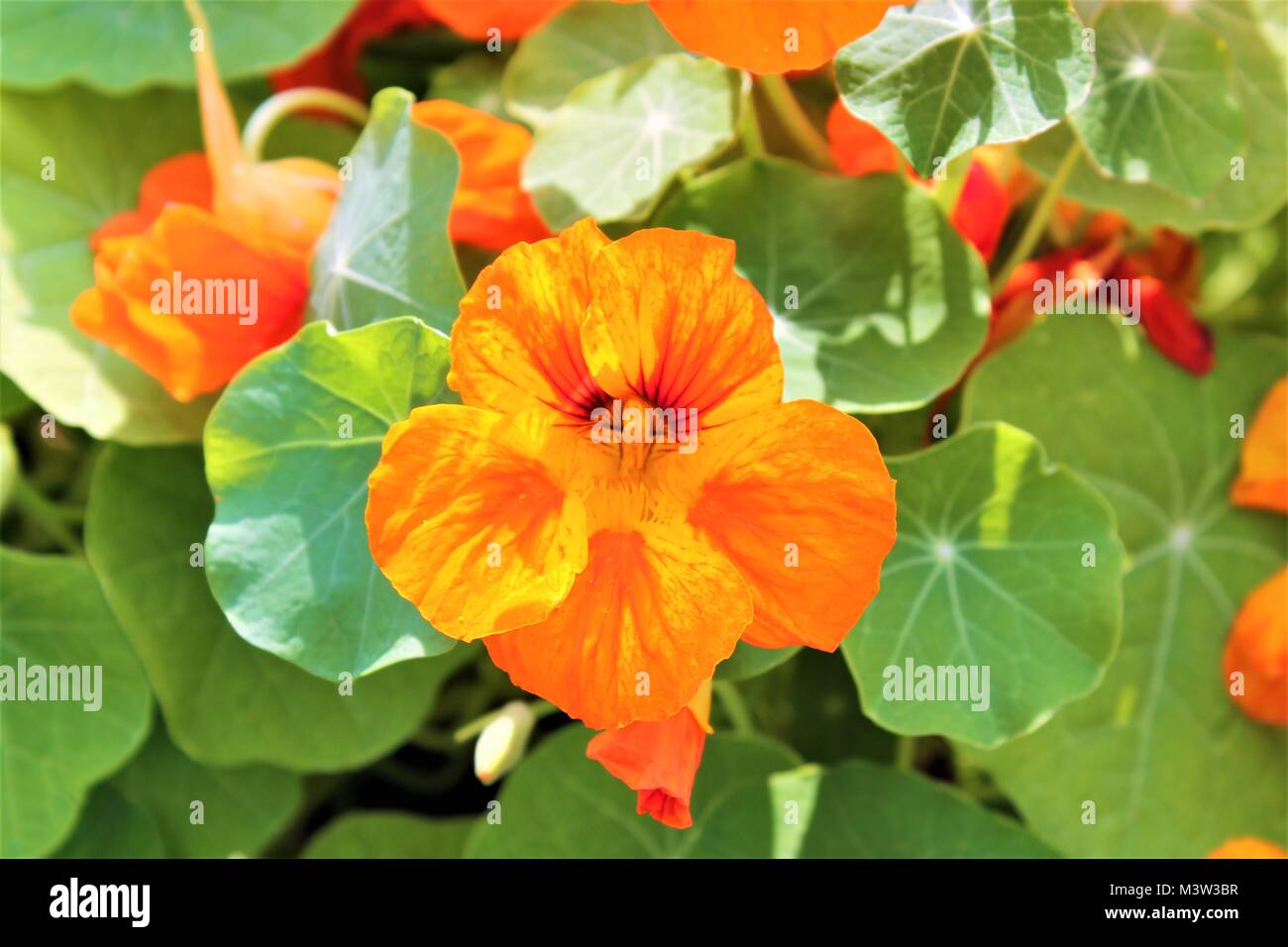 Nasturtiums (Tropaeolum Majus) in full flower Stock Photo