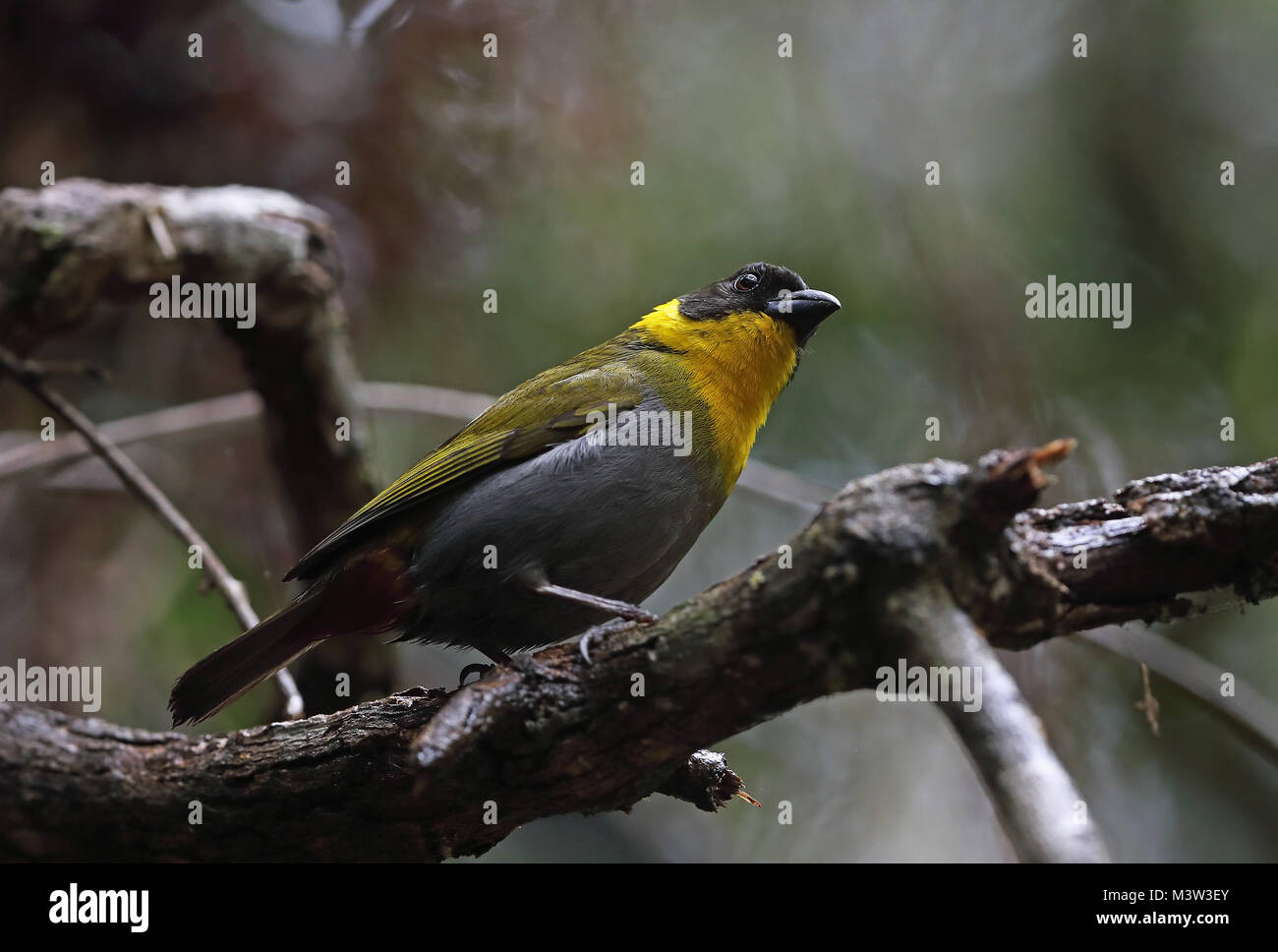 Nelicourvi Weaver (Ploceus nelicourvi) adult male perched on branch