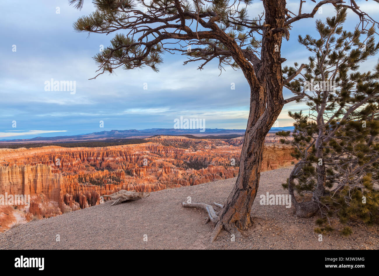 Pinyon pine (Pinus edulis) and the Bryce Canyon in Bryce Canyon