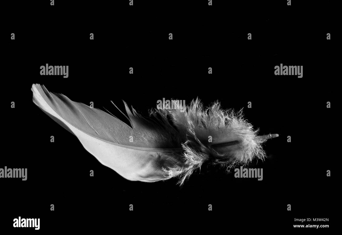 Closeup of white feather in black background Stock Photo