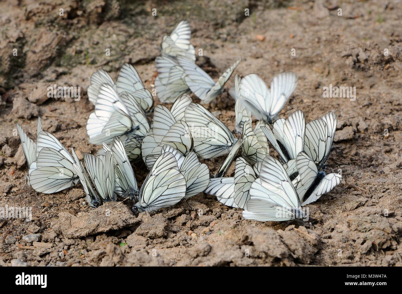 Group of butterflies hires stock photography and images Alamy