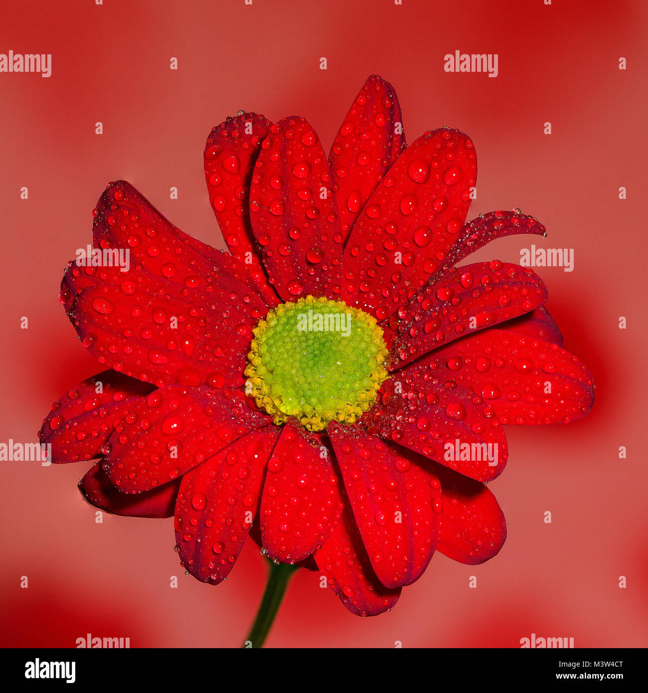 Red Chrysanthemum Flower Stock Photo