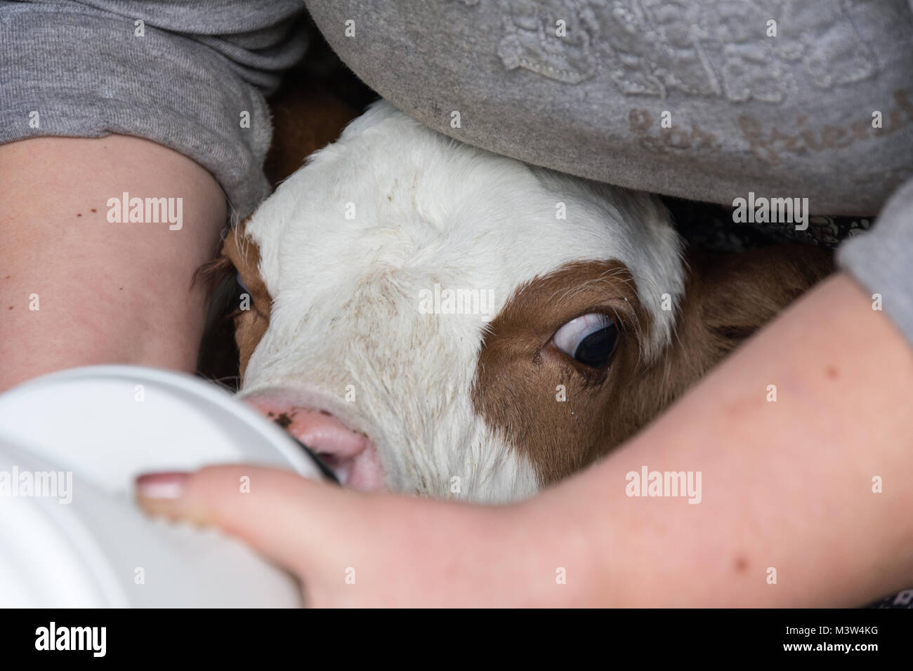 Woman trying to feed the calf with milk from a bottle Stock Photo Alamy