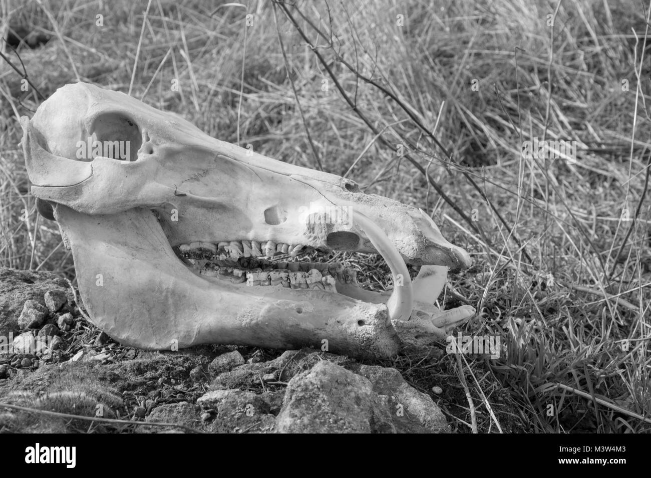 Skull of wild boar on dry grass background, side view, black and white photo Stock Photo