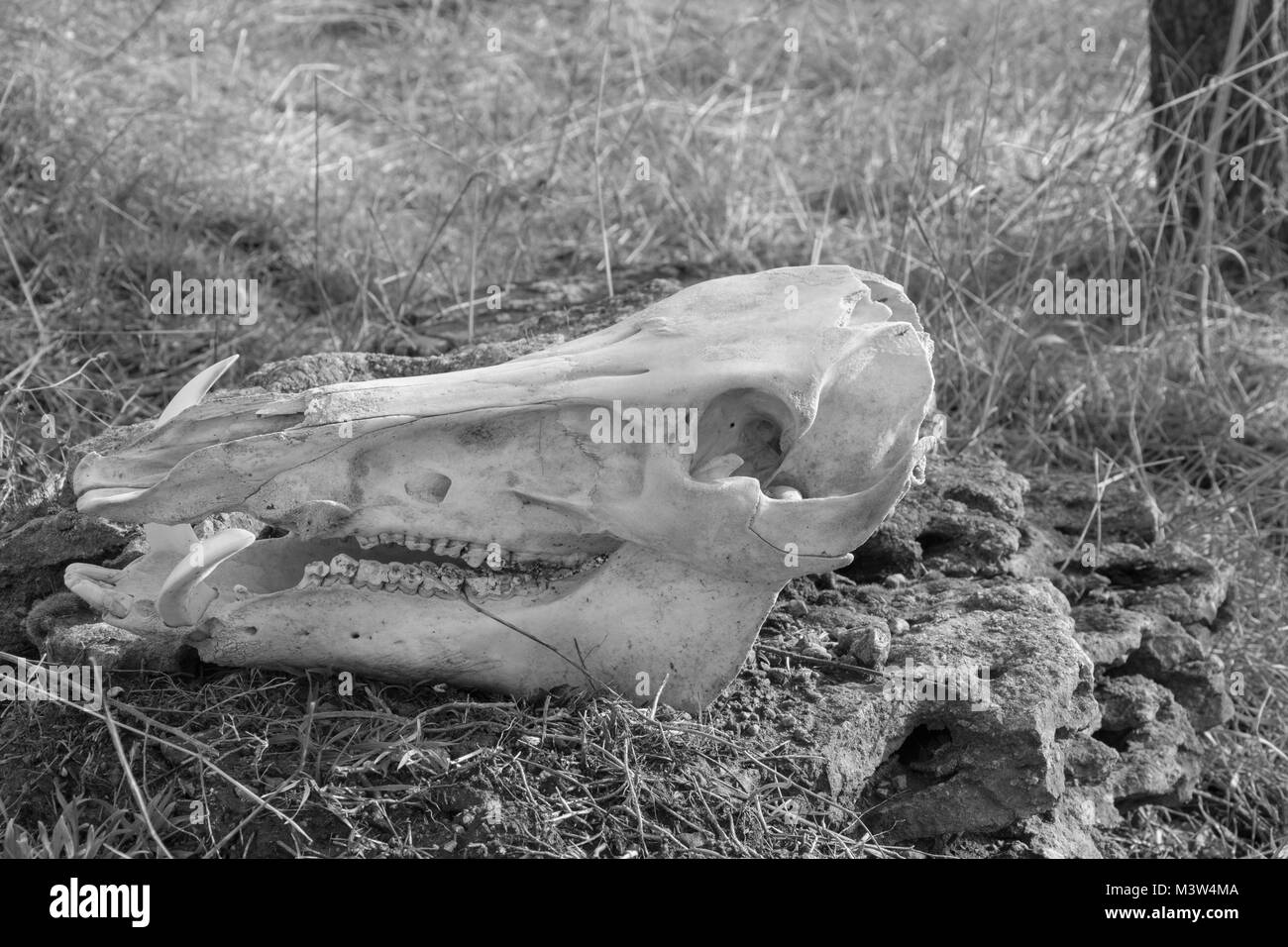 Skull of wild boar on dry grass background, left view, black and white photo Stock Photo