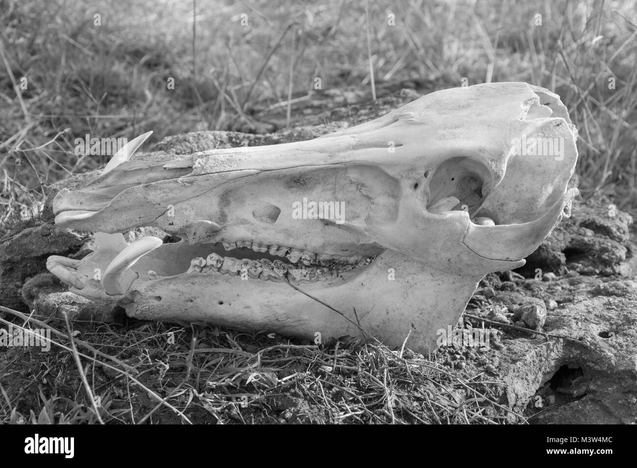 Skull of wild boar on dry grass background, side view close-up, black and white photo Stock Photo