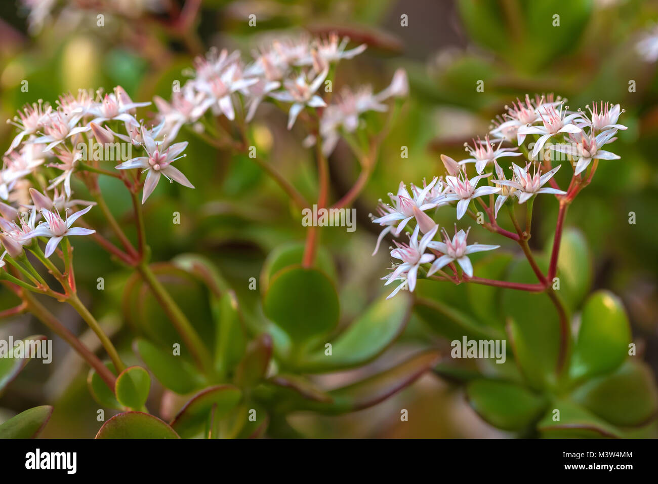 Flowers of the jade plant (Crassula ovata) bloom in late winter. Stock Photo