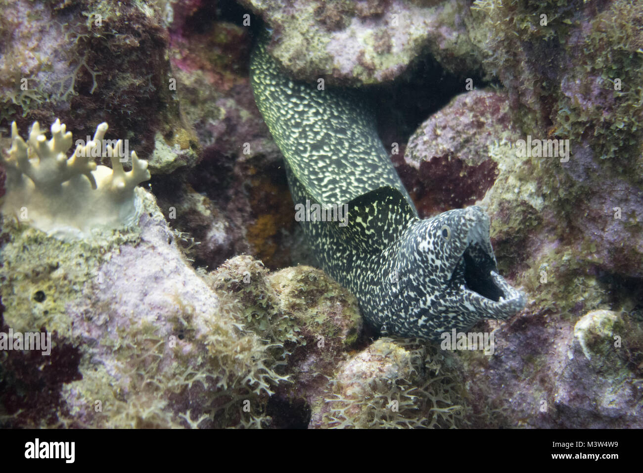 The spotted moray (Gymnothorax moringa) is a medium to large moray eel