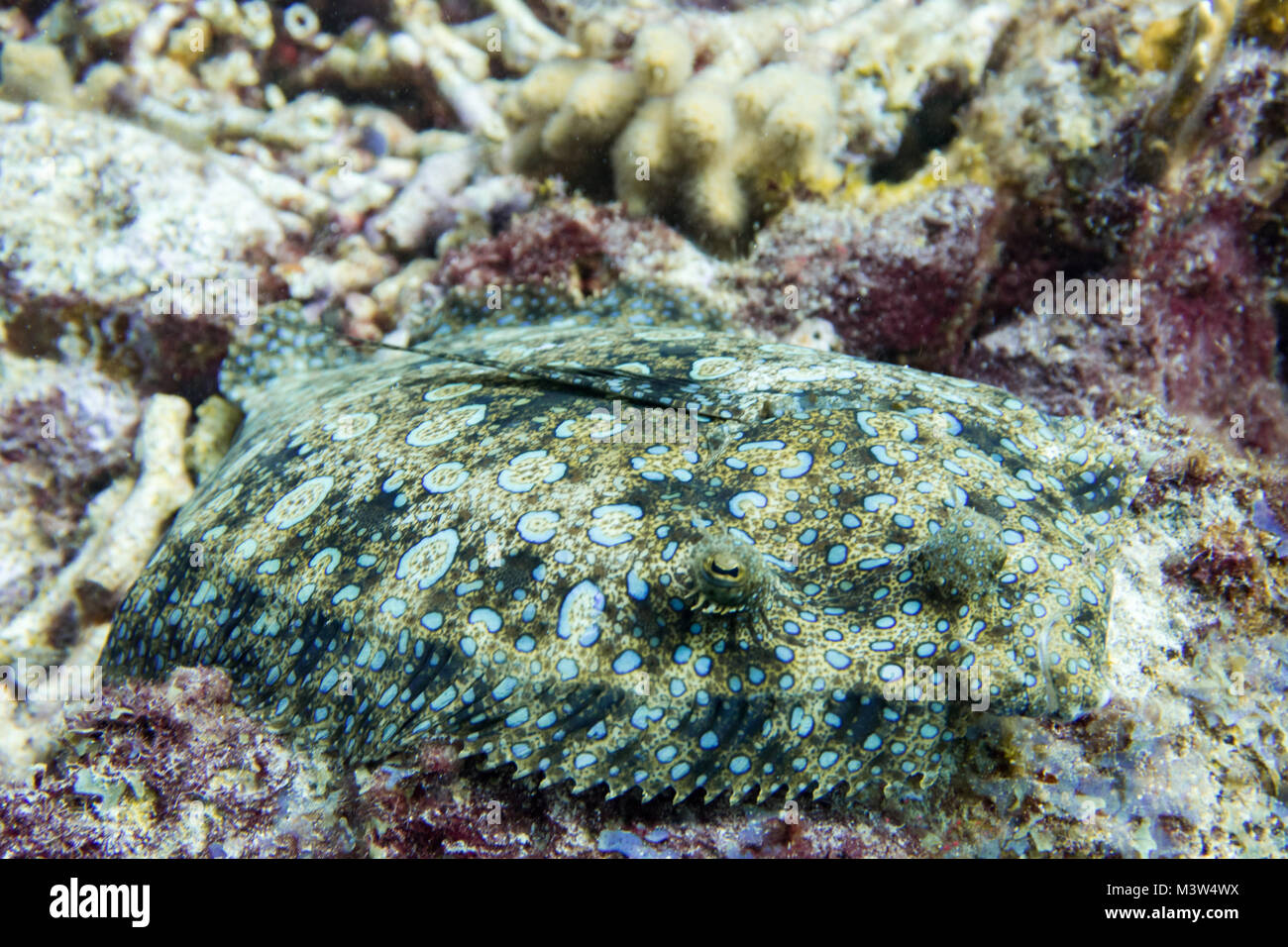 Excellent camouflage fish The peacock flounder is also called flowery