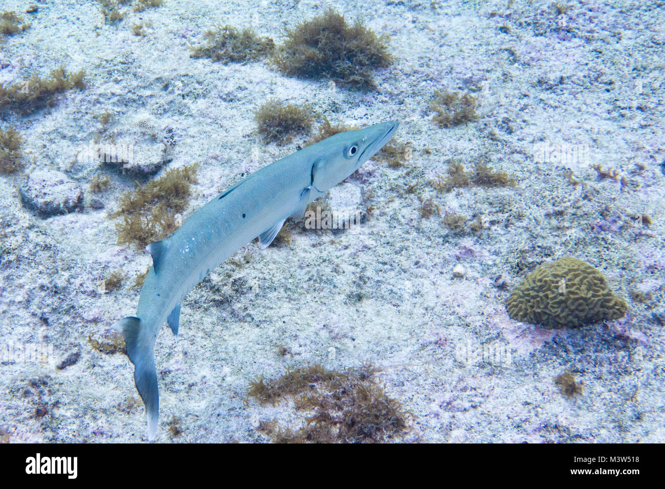 The great barracuda (Sphyraena barracuda) also known as the giant barracuda, is a common species of barracuda found in subtropical oceans around the w Stock Photo