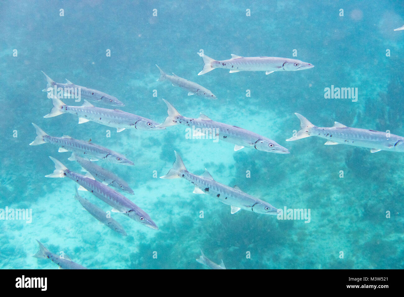 The great barracuda (Sphyraena barracuda) also known as the giant barracuda, is a common species of barracuda found in subtropical oceans around the w Stock Photo