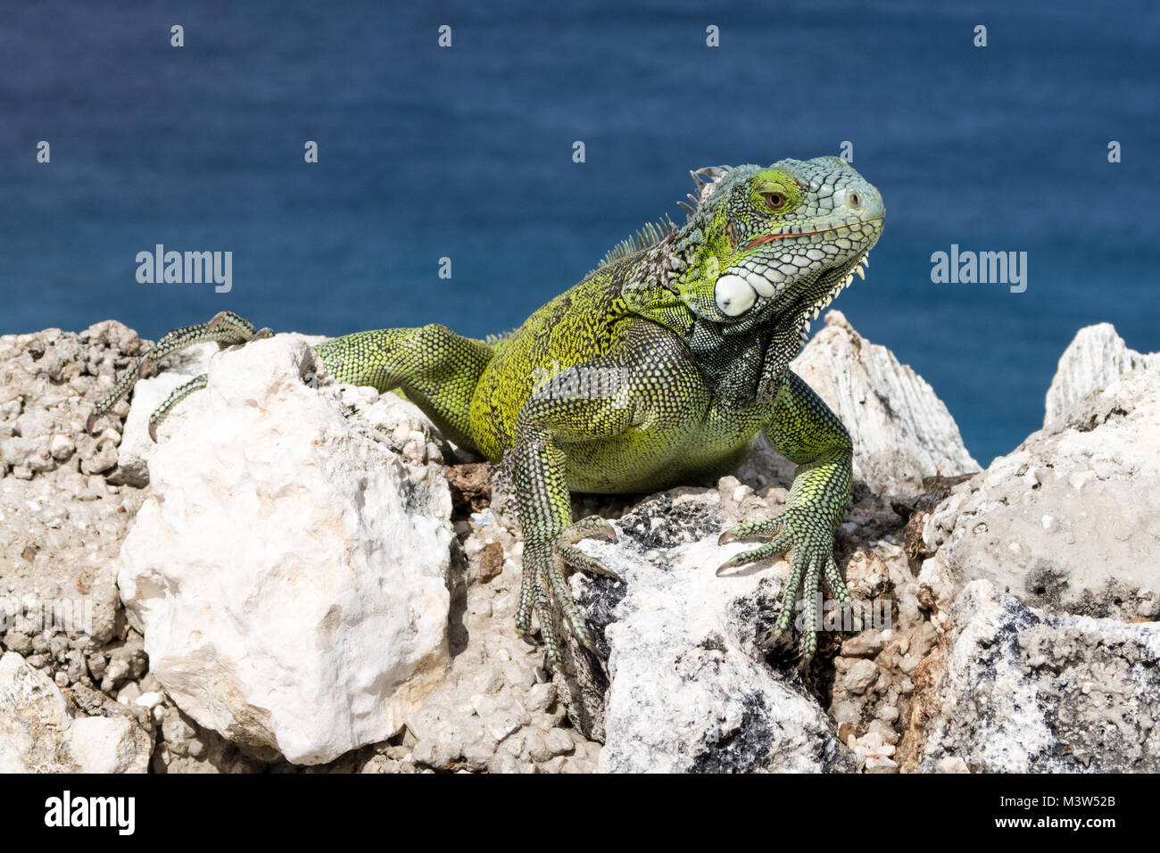 Chilling on the rocks hi-res stock photography and images - Alamy