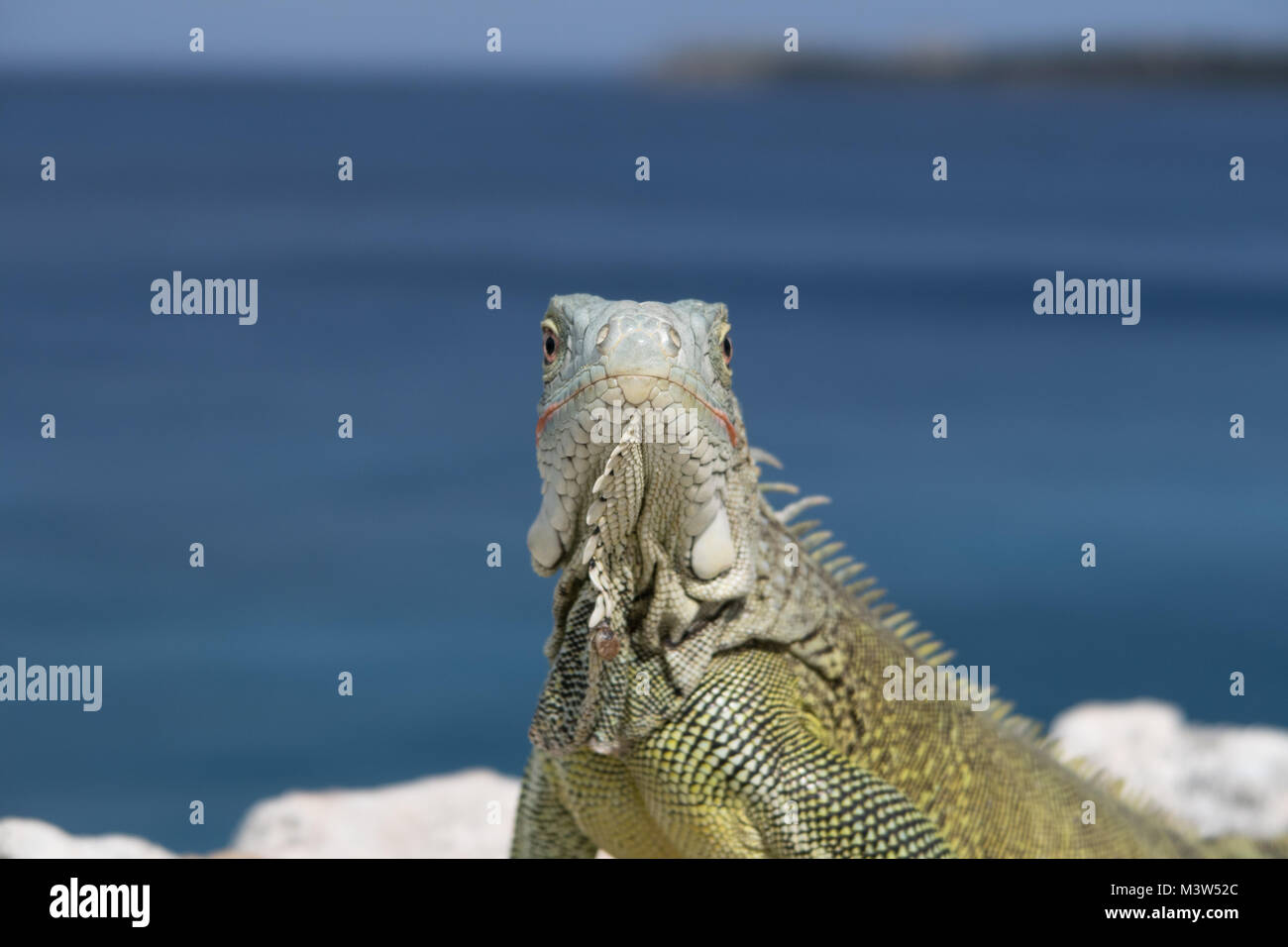 Chilling rocks hi-res stock photography and images - Alamy