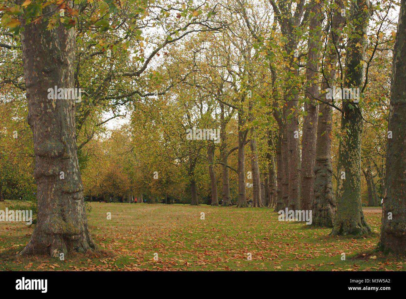 Avenue of mature trees in Kensington Gardens, a Royal Park, in London Stock Photo