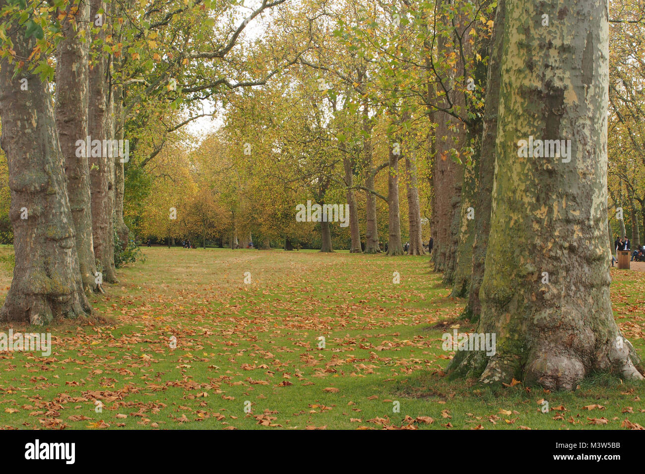 Avenue of mature trees in Kensington Gardens, a Royal Park, in London Stock Photo