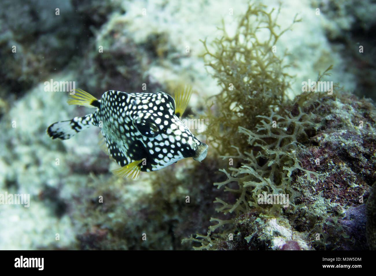 Lactophrys triqueter also known as the smooth trunkfish, is a species of boxfish found on and near reefs in the Caribbean Sea, Gulf of Mexico and subt Stock Photo