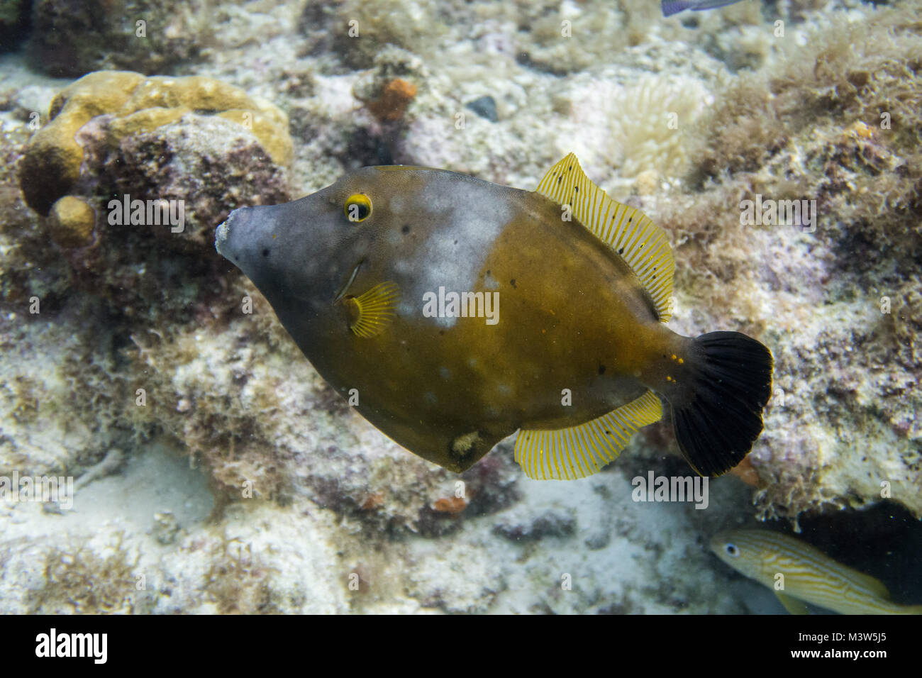 Cantherhines macrocerus, commonly known as the whitespotted filefish or American whitespotted filefish, is a marine fish found along the coast of Flor Stock Photo