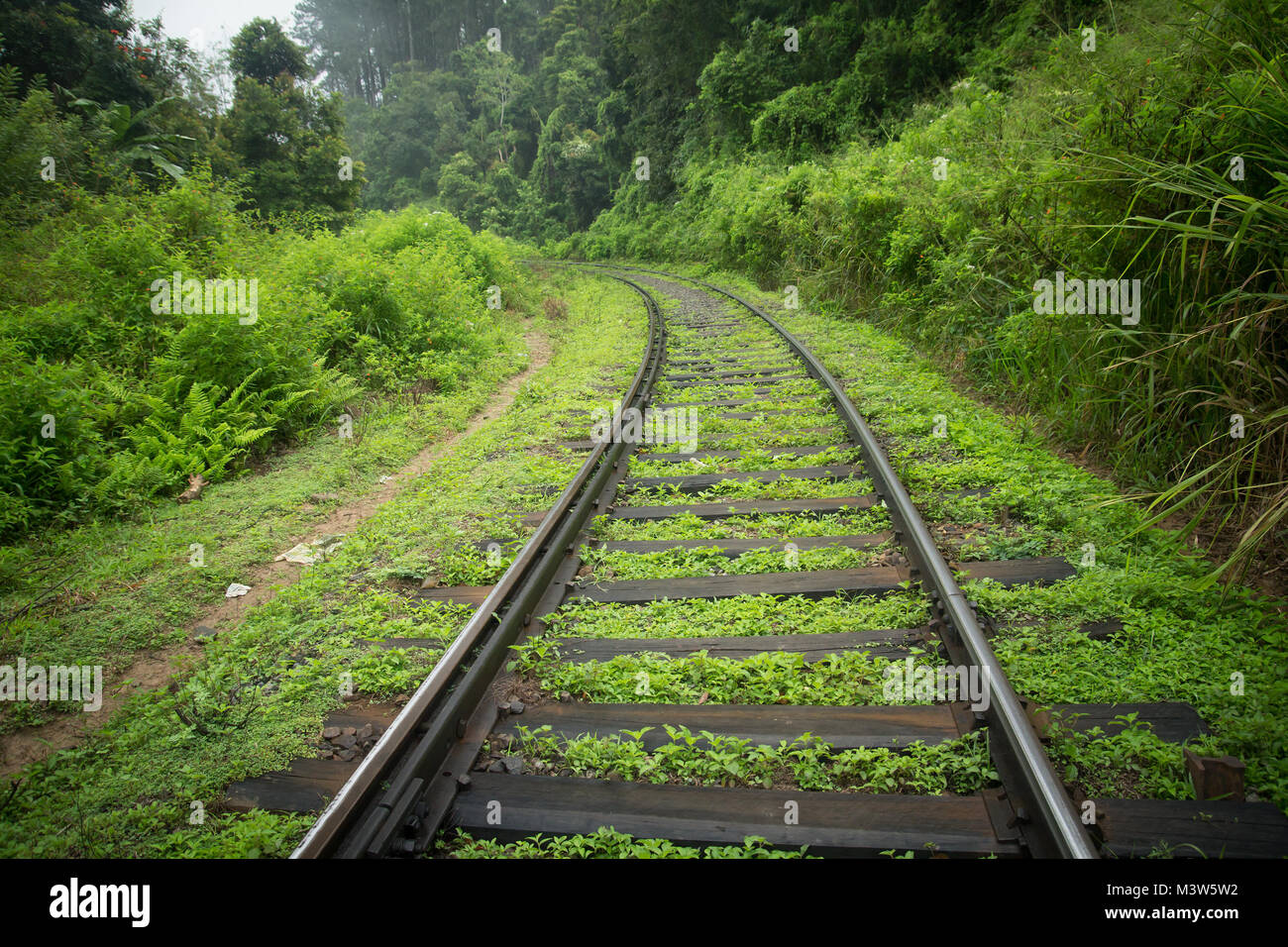 railway tracks in green jungle Stock Photo