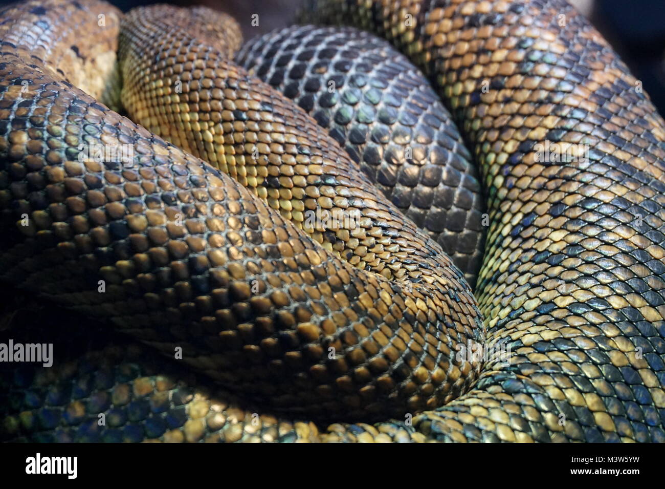 Snake london zoo hires stock photography and images Alamy