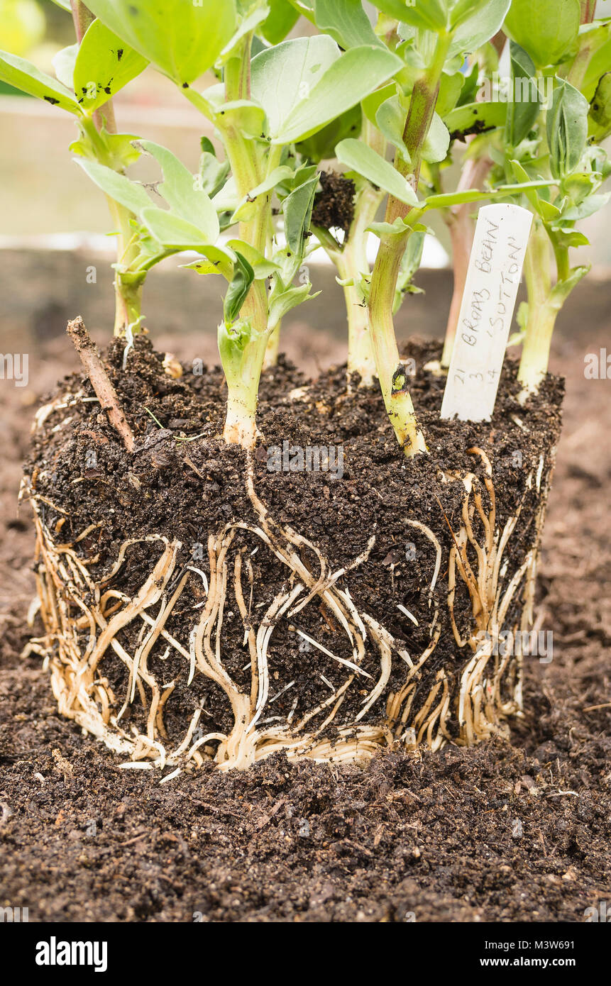 Young broad bean seedlings removed as a clump from the plastic pot in which they were sown, showing intricate root systems. Ready for planting Stock Photo