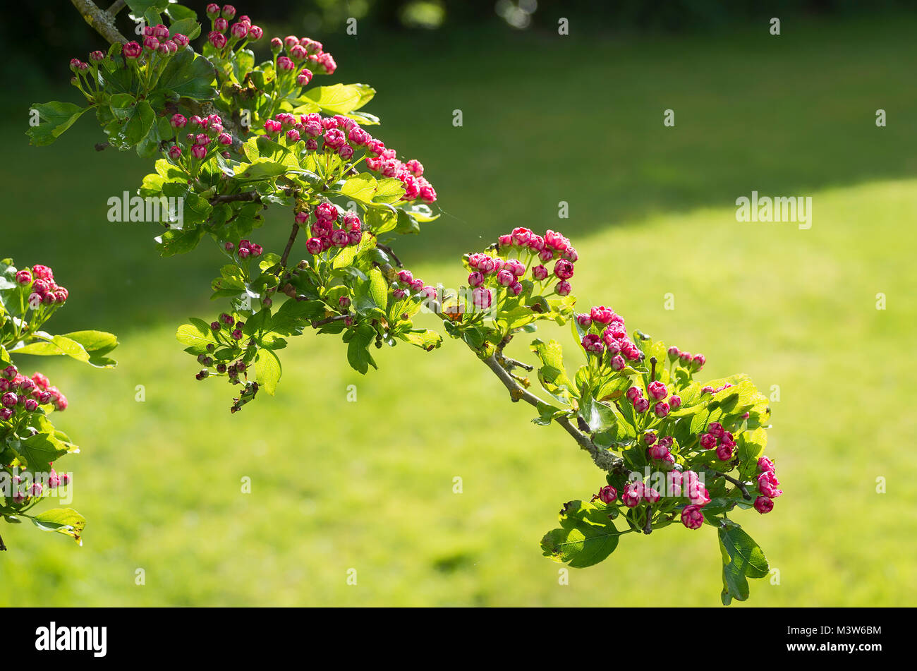 Small double pink flower buds of ornamental hawthorn Paul's Scarlet in a springtime English garden in UK Stock Photo