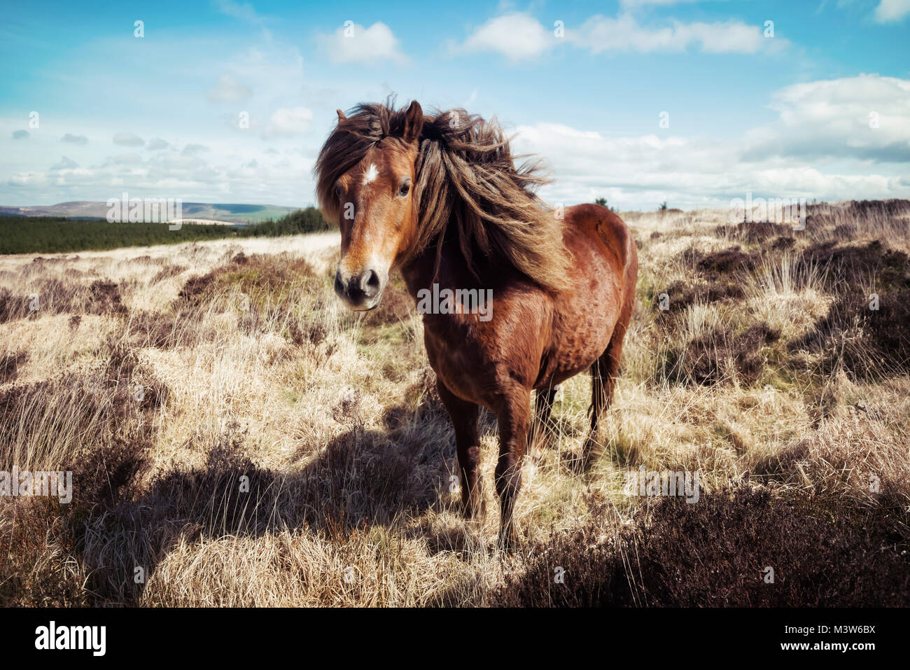 Dartmoor Horse United Kingdom taken in 2015 Stock Photo Alamy
