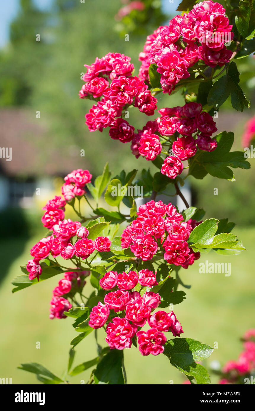 Pink double buds of ornamental hawthorn crataegus Paul's Scarlet in Spring Stock Photo