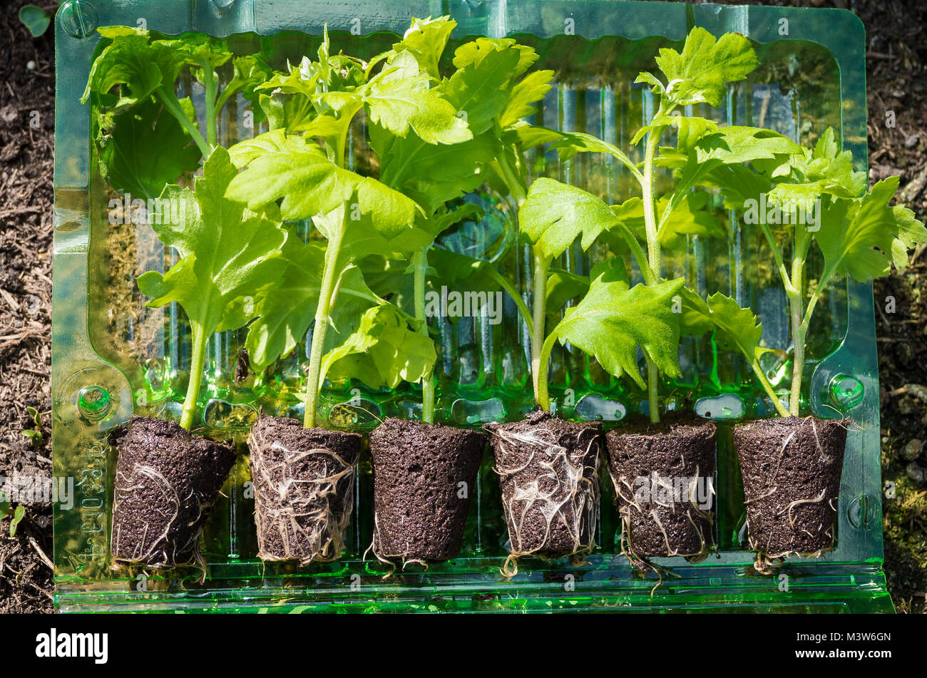 Young rooted chrysanthemum plug plants opened in their mailing package Stock Photo