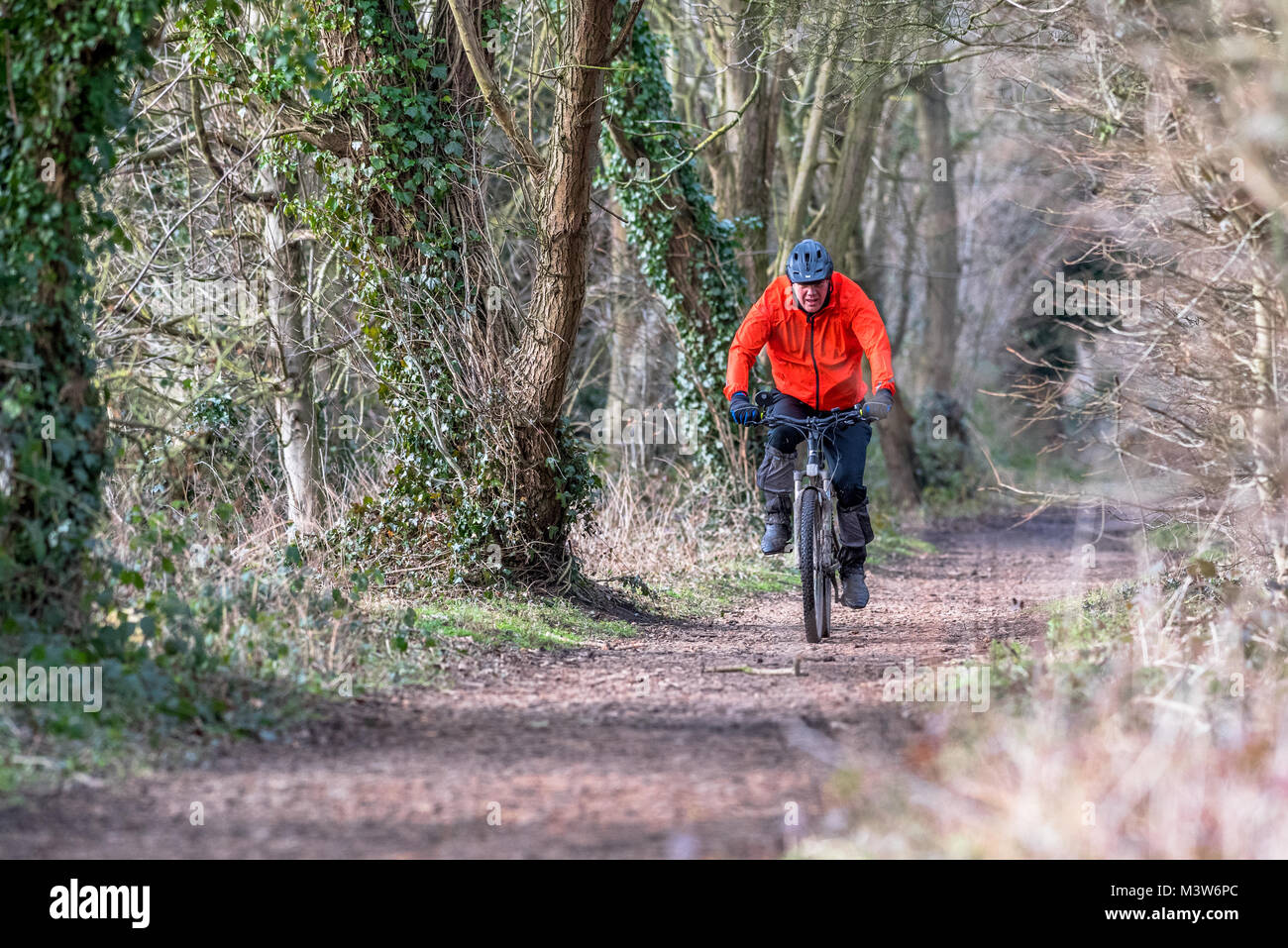 Man riding a mountain bike along a woodland bridleway. Stock Photo