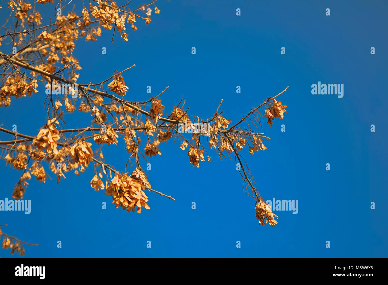 Dry maple seeds, on branches in the spring season. Focus on dry seeds, lit by a bright sun. Young green foliage maple in the background Stock Photo