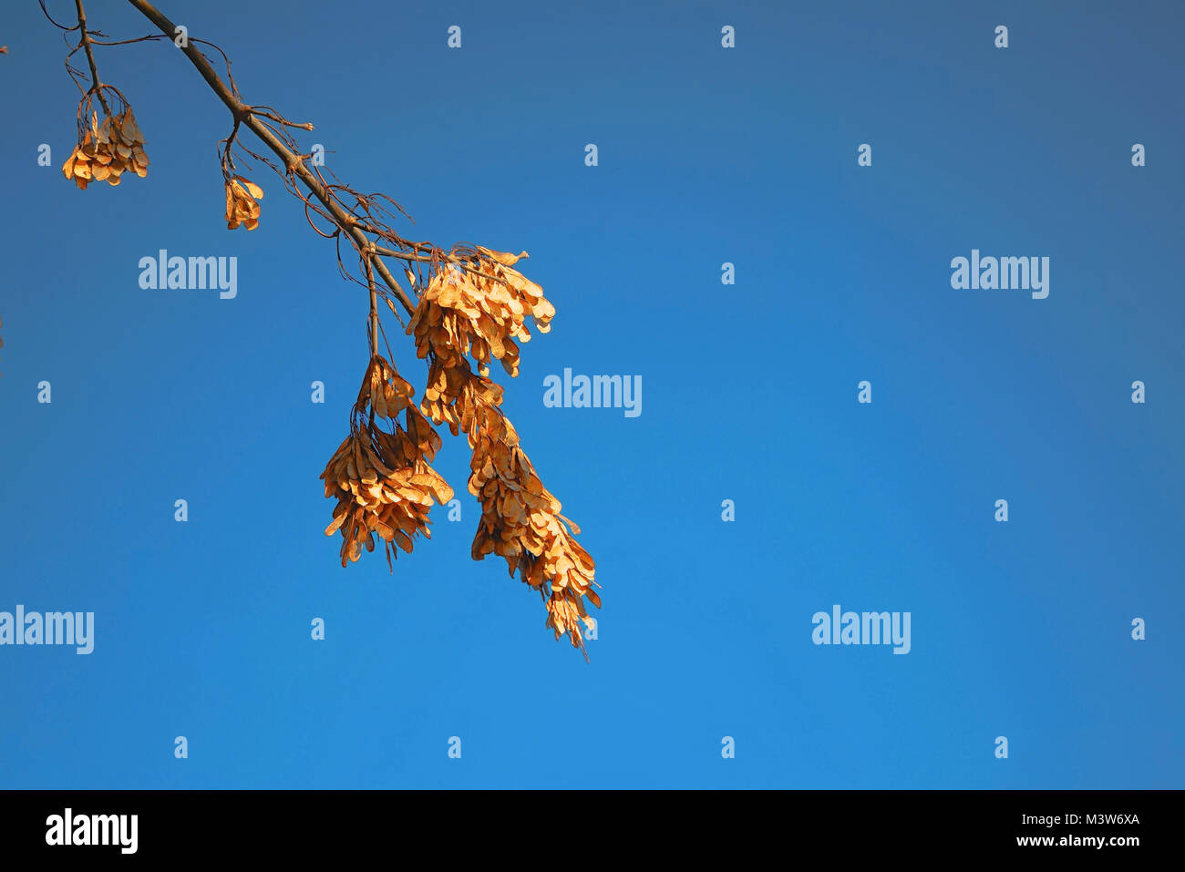 Dry maple seeds, on branches in the spring season. Focus on dry seeds, lit by a bright sun. Young green foliage maple in the background Stock Photo