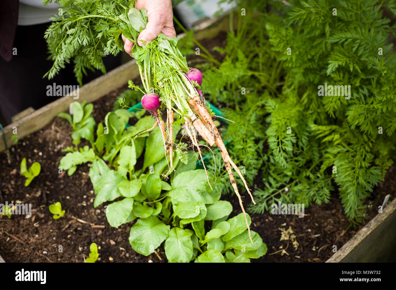 First picking of salad vegetable grown in a small wooden raised planter in an English garden in UK Stock Photo