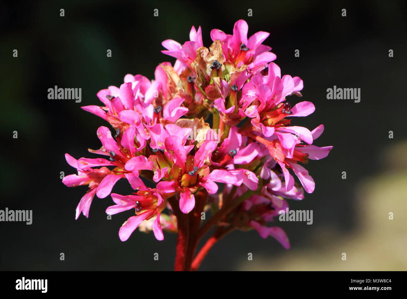Close-up of pink flowers of bergenia in a garden Stock Photo