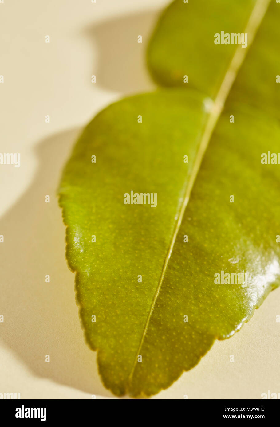 Kaffir Lime Leaf (leaves), a favorite Asian seasoning Stock Photo