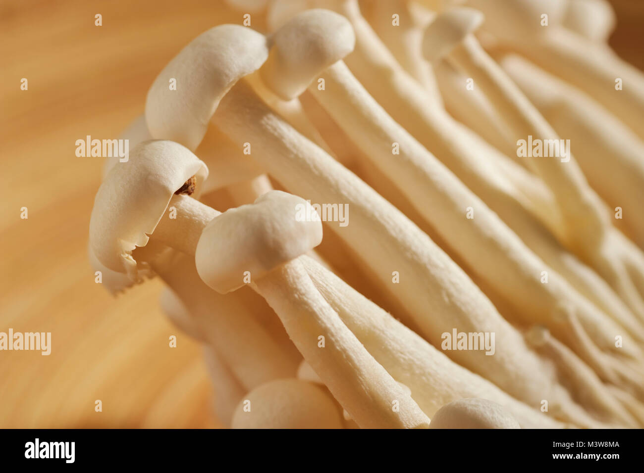 Shimeji hires stock photography and images Alamy