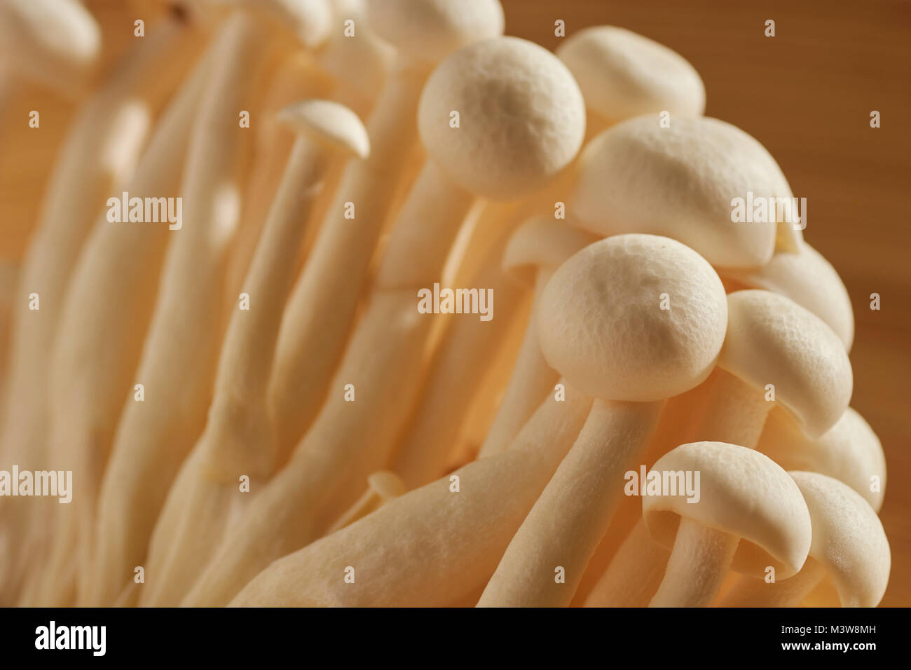 A bunch of raw, fresh shimeji mushrooms Stock Photo