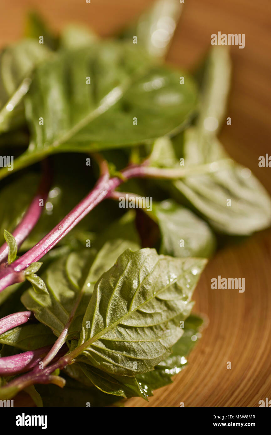 stalks and leaves of Thai Basil Stock Photo Alamy