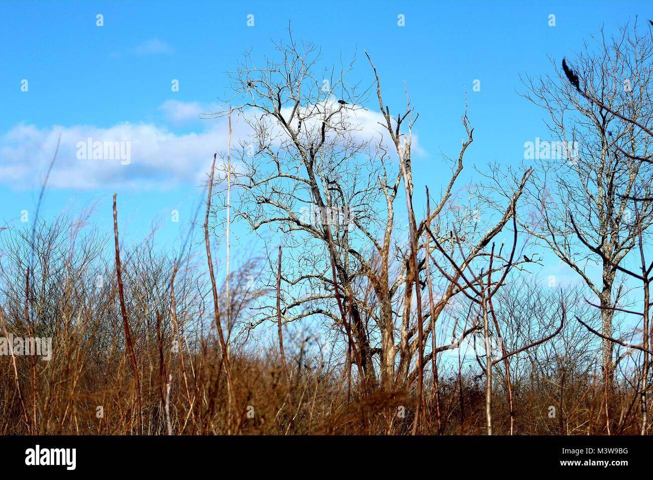 Trees In A Overgrown Field Stock Photo - Alamy