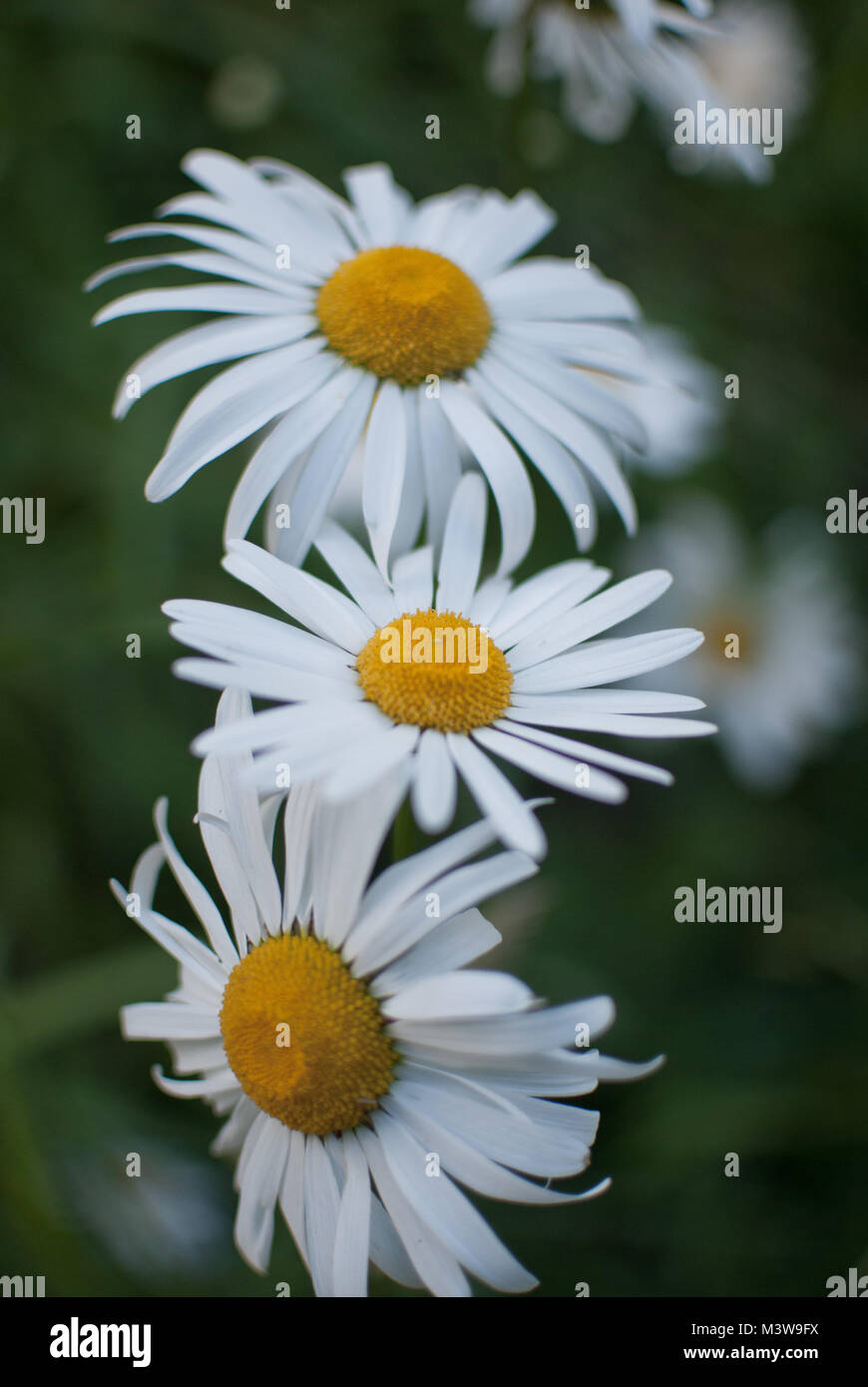 Three daisy flowers together in a garden Stock Photo Alamy