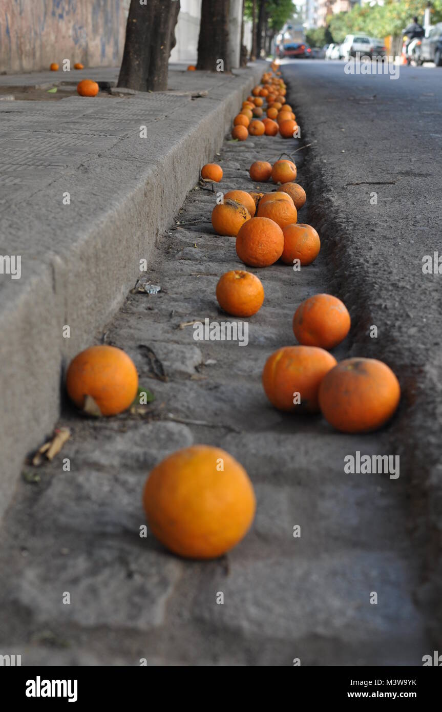 Oranges lying in the gutter in the street after falling from trees in Santiago del Estero, Argentina Stock Photo