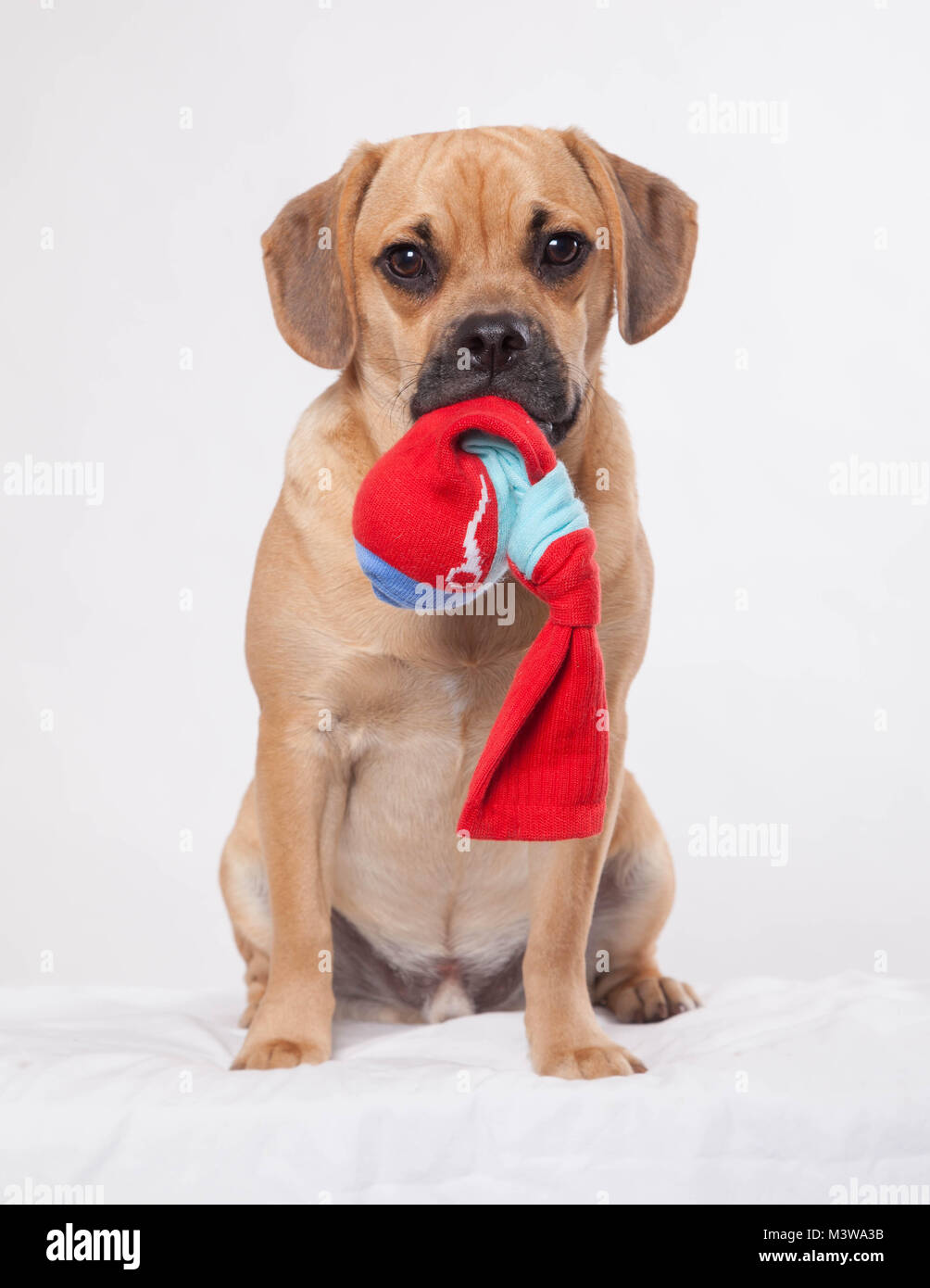 Cute puppy on white background with sock toy in mouth Stock Photo