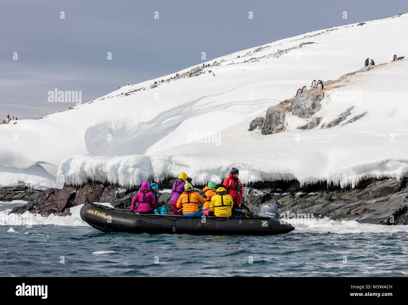 Large inflatable Zodiac boats shuttle alpine mountaineering skiers to Antarctica from the passenger ship Ocean Adventurer; Gentoo Penguins beyond Stock Photo