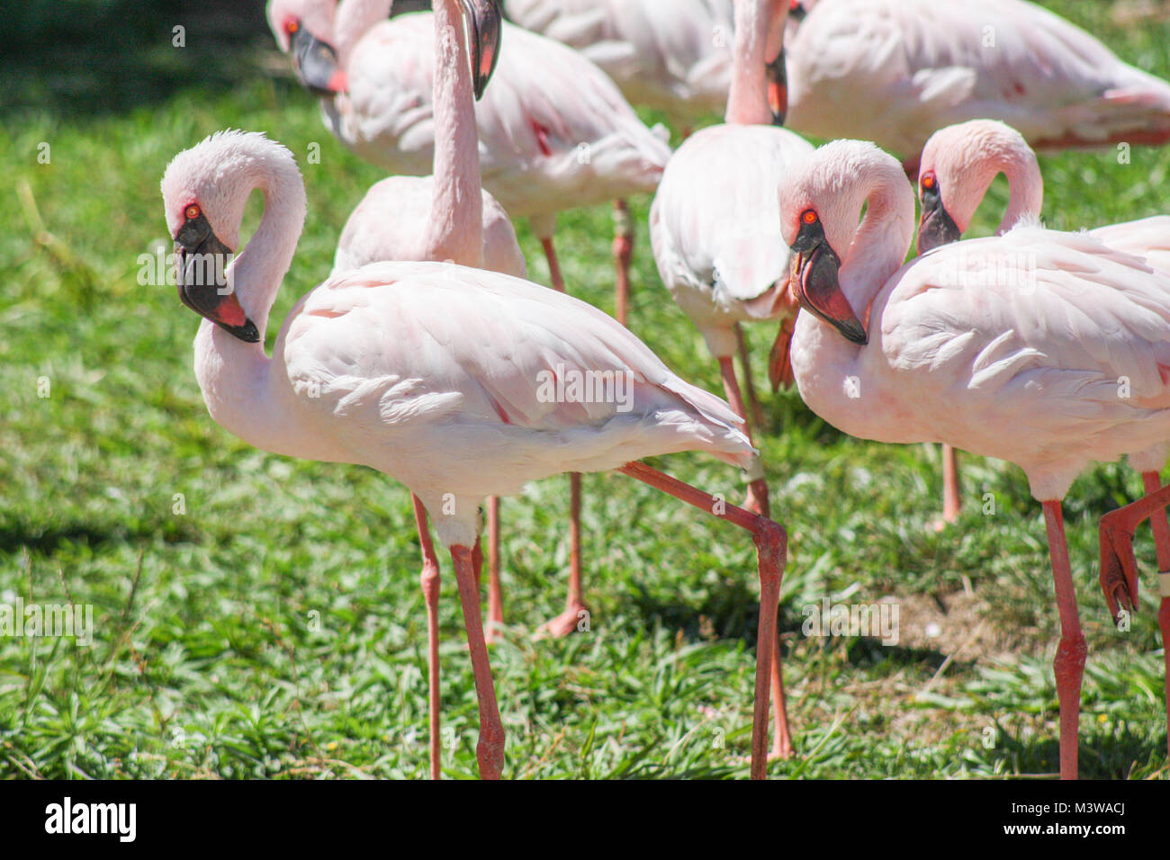 Birds several pink flamingos hi-res stock photography and images - Alamy