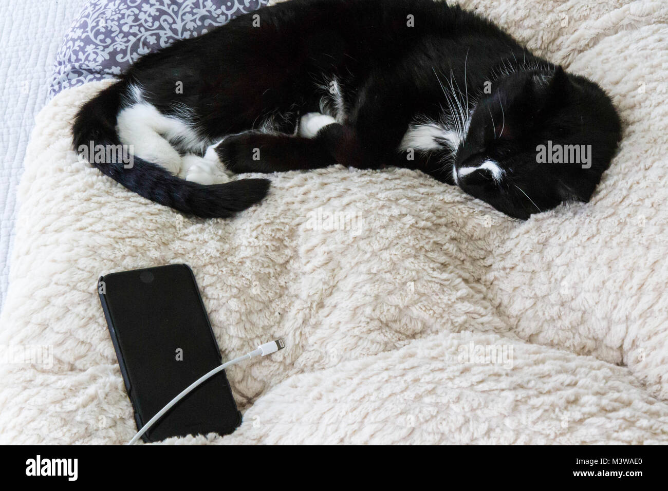 Black and White Tuxedo cat asleep on top of white bedspread next to unplugged smartphone Stock Photo