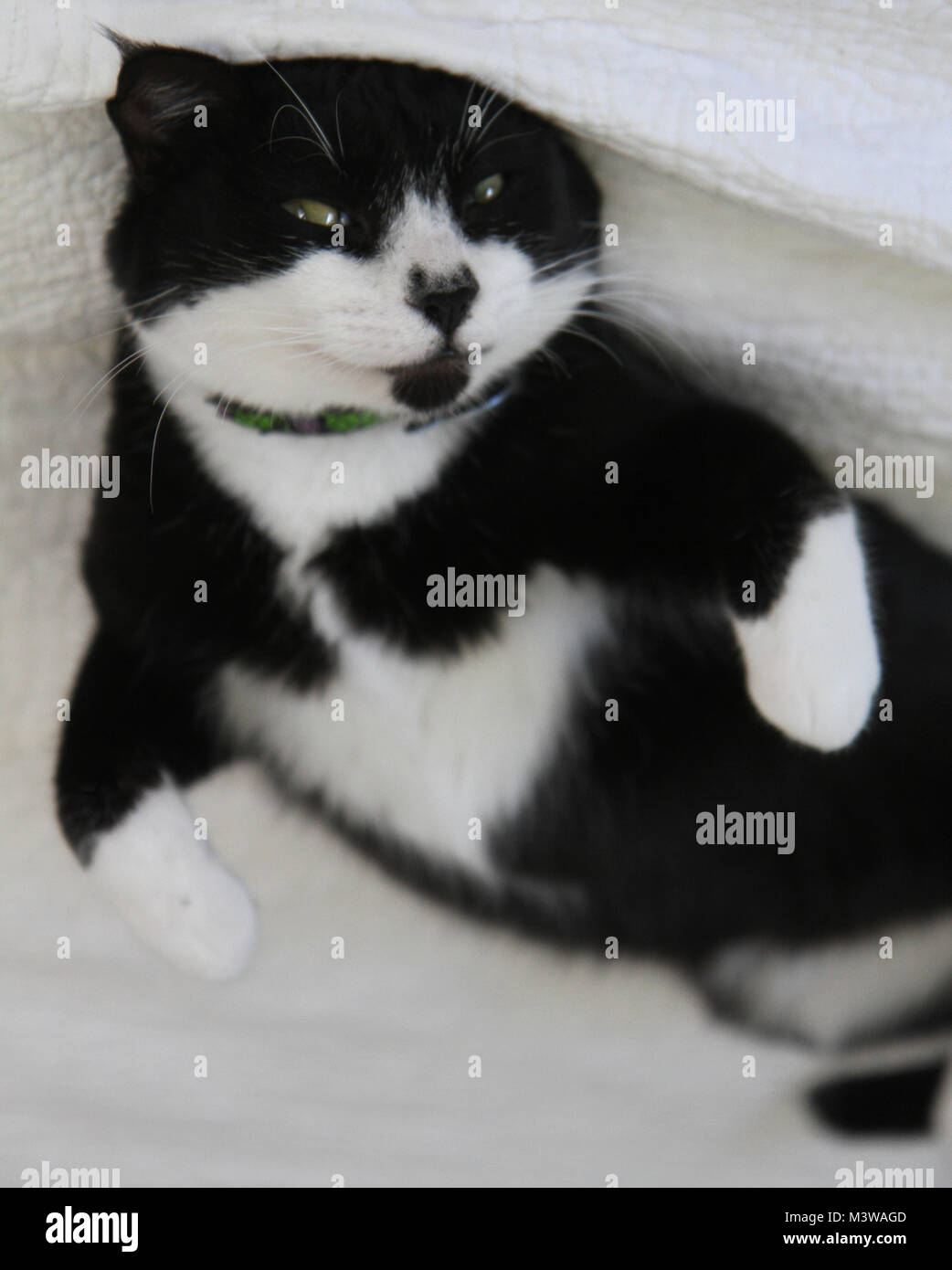 Playful Tuxedo Cat Kitten On Bed Tuxedo Kitten In Playful Pose On