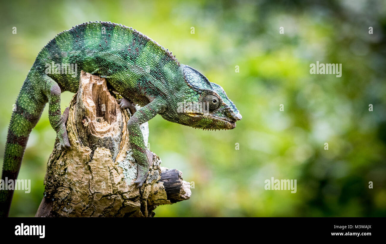 Chameleon in Tree, Madagascar Stock Photo