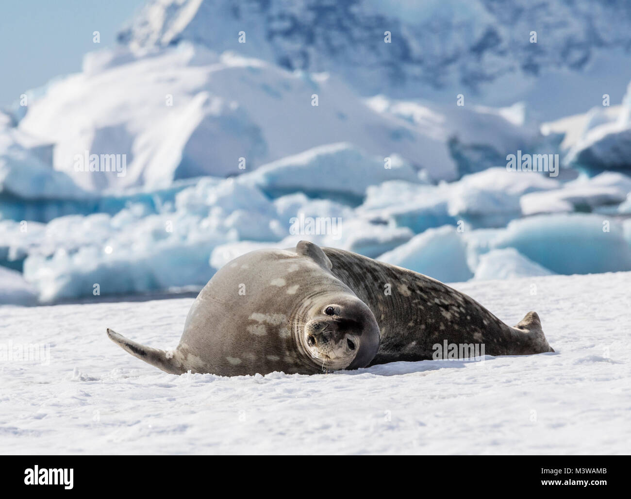 Weddell seal; Leptonychotes weddellii; Phocidae; Rongé Island; Arctowski Peninsula; Antarctica Stock Photo